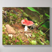 Red Capped Russula Mushroom