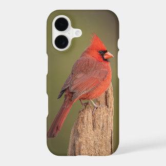 Red Cardinal 