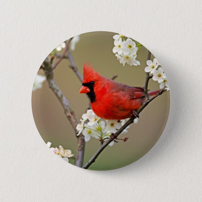 Red Cardinal 6 Cm Round Badge (Front)