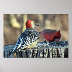 Red Cardinal and Red Bellied Woodpecker Poster