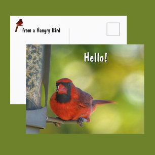 Red Cardinal at Birdfeeder Hangry Bird Postcard