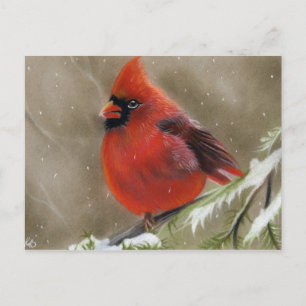 Red Cardinal Bird christmas Postcard