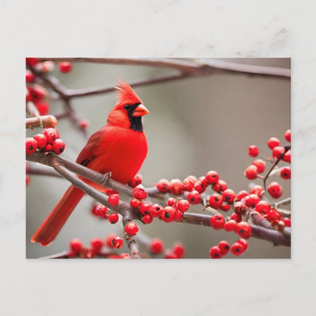 Red Cardinal Bird Forest Berries  Holiday Postcard (Front)