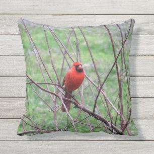 Red Cardinal Bird Outdoor Cushion