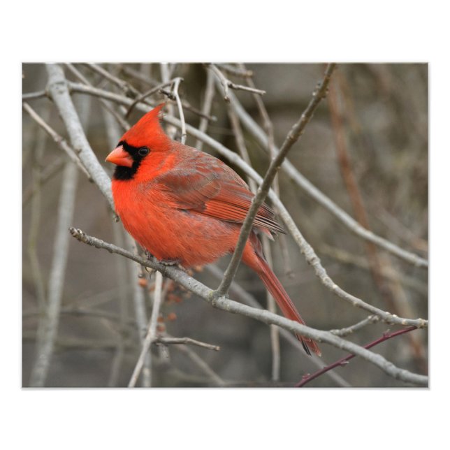 Red Cardinal Bird Photo Print (Front)