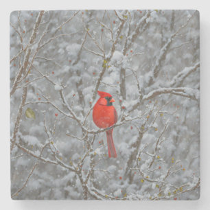 Red Cardinal Bird Snow Coaster