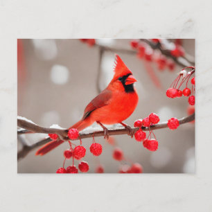 Red Cardinal Bird with Wild Forest Berries Postcard