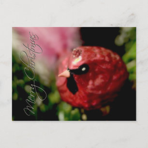 Red Cardinal • Christmas Postcard