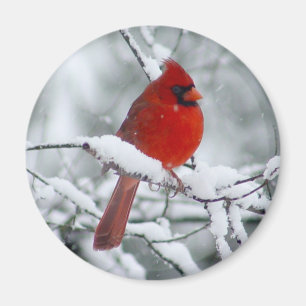 Red Cardinal in the Snow Magnet