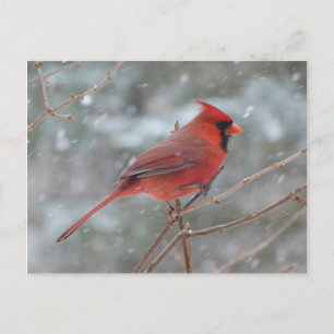 Red cardinal in the snow postcard