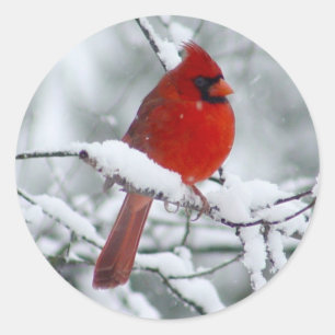 Red Cardinal in the Snow Sticker