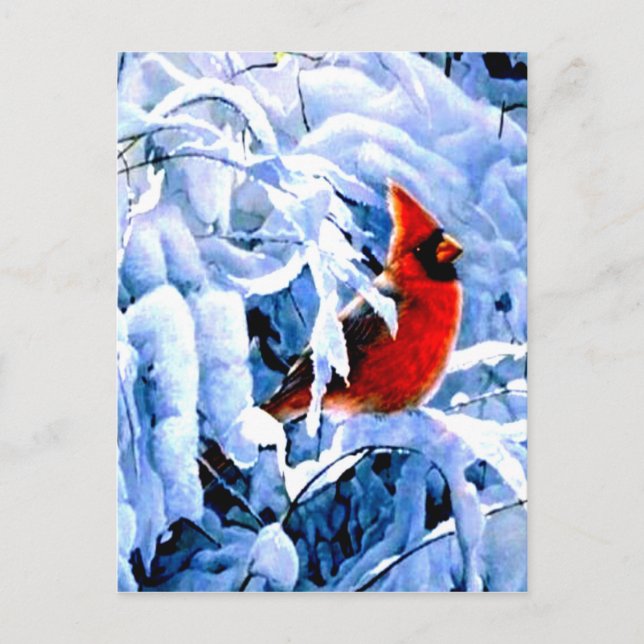 Red Cardinal In the Winter Snow Postcard (Front)
