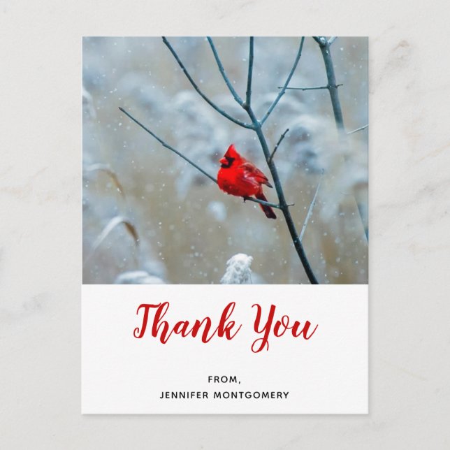 Red Cardinal in Winter Nature Photo Thank You Postcard (Front)