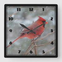 Red cardinal in Winter