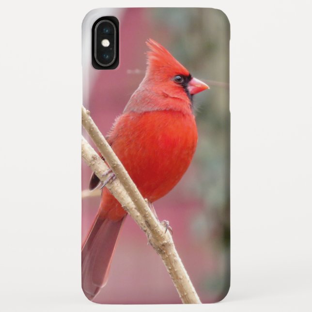 Red Cardinal iPhone Case (Back)