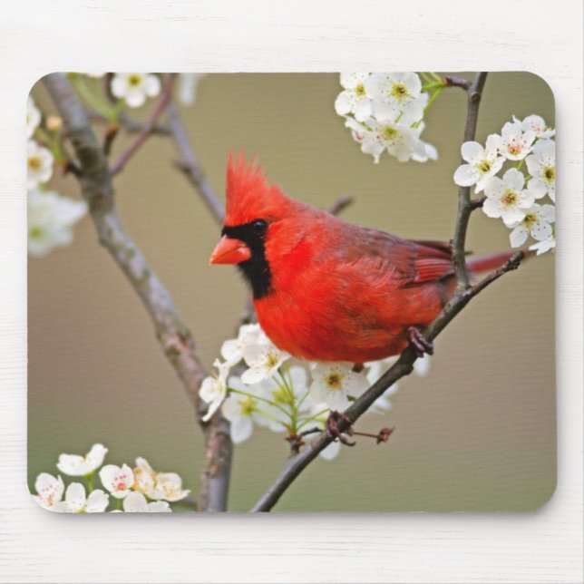 Red Cardinal Mouse Pad (Front)