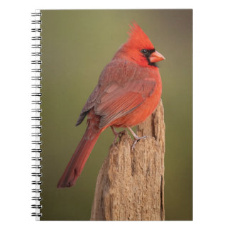 Red Cardinal  Notebook