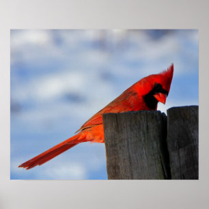 Red Cardinal on Wooden Stump Poster