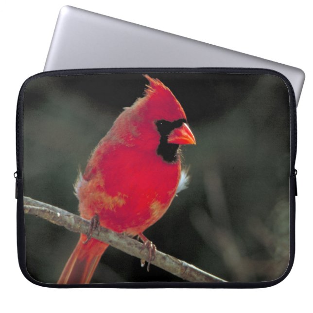 Red Cardinal Perched on a Tree Branch Laptop Sleeve (Front)
