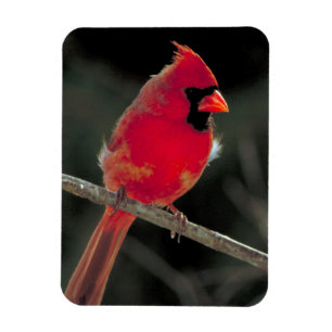 Red Cardinal Perched on a Tree Branch Magnet
