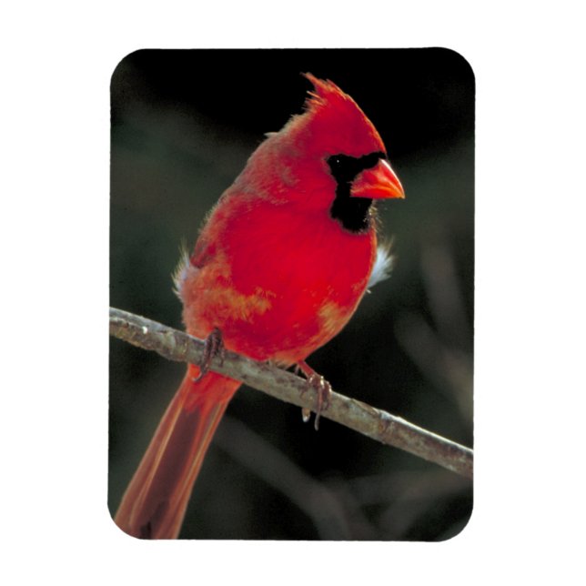 Red Cardinal Perched on a Tree Branch Magnet (Vertical)