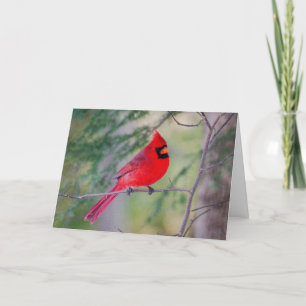 Red Cardinal Portrait  Card
