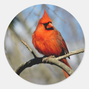 Red Cardinal Portrait  Classic Round Sticker