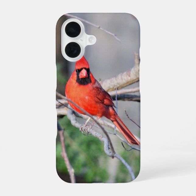 Red Cardinal Portrait iPhone 16 Case (Back)