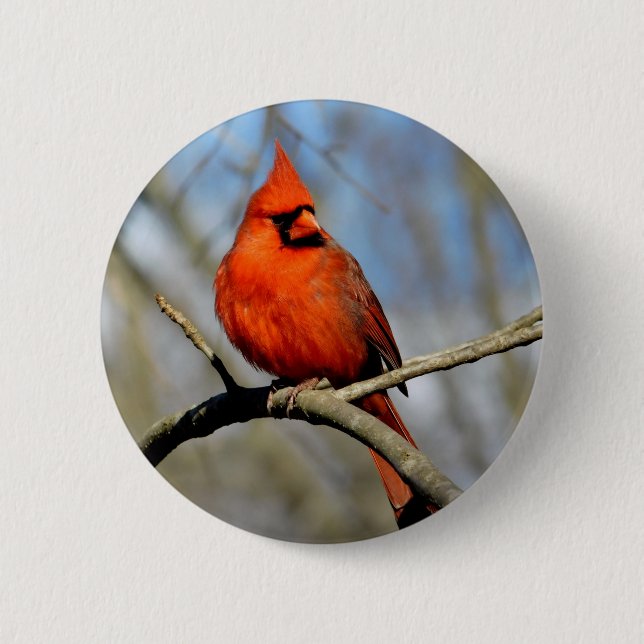 Red Cardinal Profile 6 Cm Round Badge (Front)