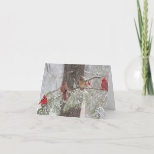 Red Cardinal - SnowBirds Holiday Card