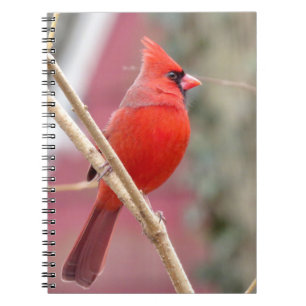 Red Cardinal Spiral Notebook