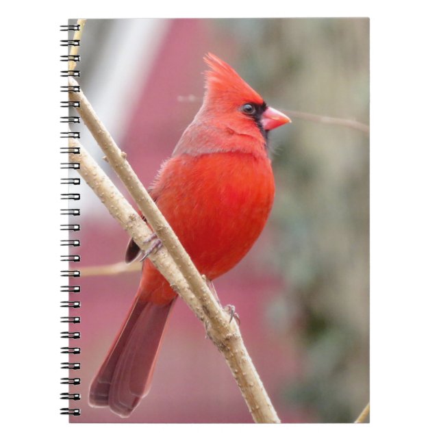 Red Cardinal Spiral Notebook (Front)