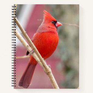 Red Cardinal Spiral Notebook
