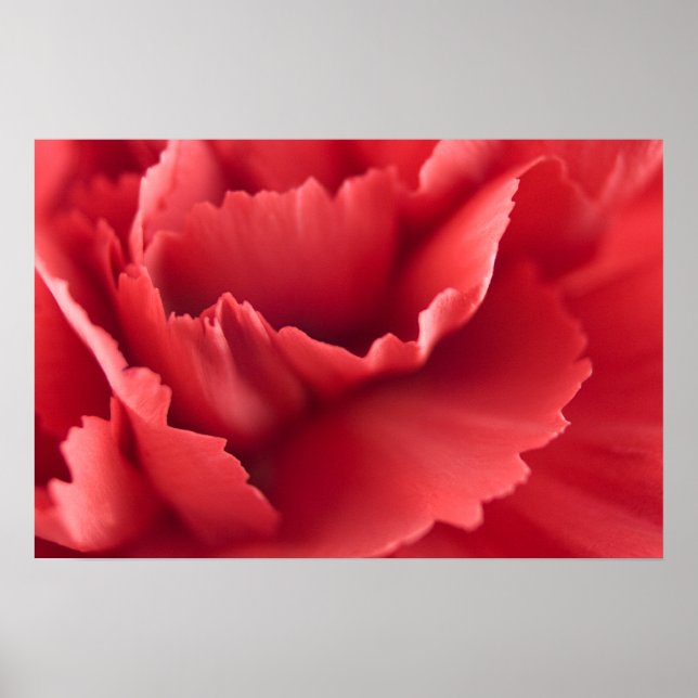 Red carnation flower  ...  poster (Front)