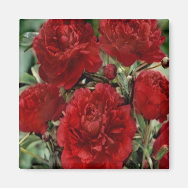 Red Carnation Flowers Magnet (Front)