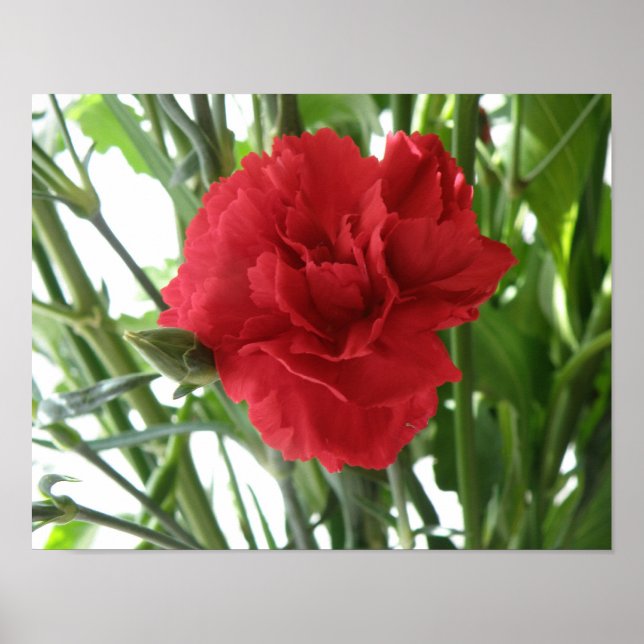 Red Carnation Print (Front)