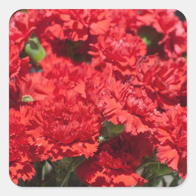 Red carnations square sticker (Front)