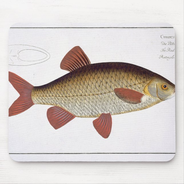 Red Carp (Cyprinus Erithrophthalmus) plate I from Mouse Pad (Front)