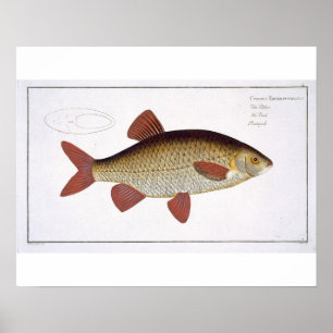Red Carp (Cyprinus Erithrophthalmus) plate I from Poster
