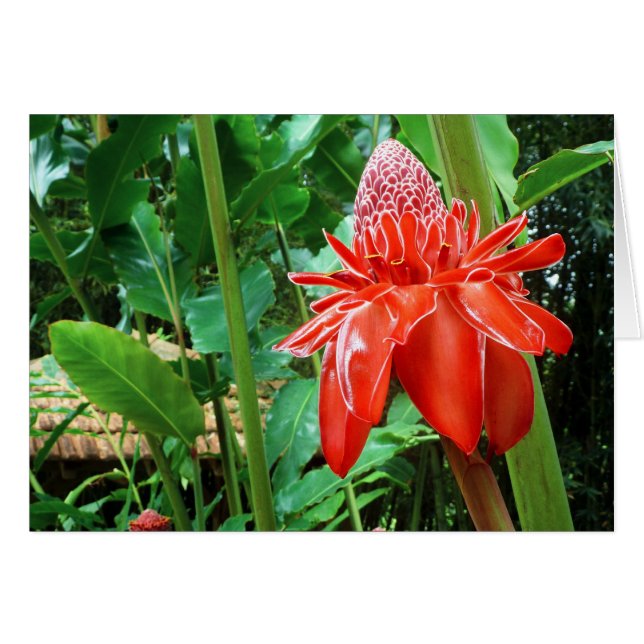 Red Carribean Rose Exotic Flower (Front Horizontal)