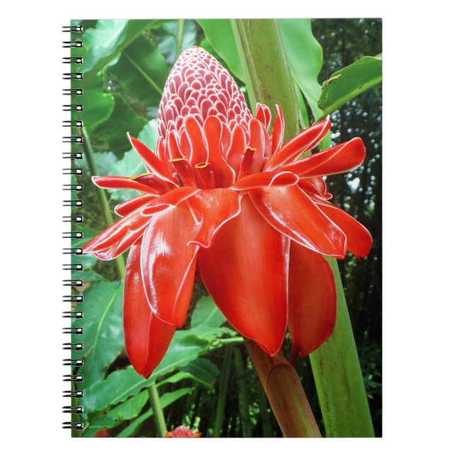 Red Carribean Rose Exotic Flower Notebook (Front)