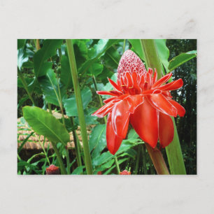 Red Carribean Rose Exotic Flower Postcard