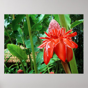 Red Carribean Rose Exotic Flower Poster
