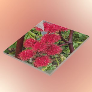 Red Castor Bean Plant Seed Pods Ceramic Tile