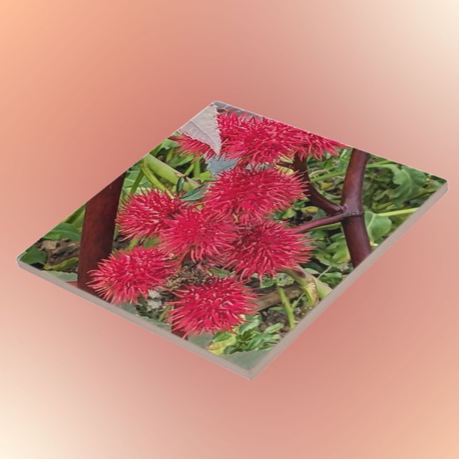 Red Castor Bean Plant Seed Pods Ceramic Tile (In Situ)