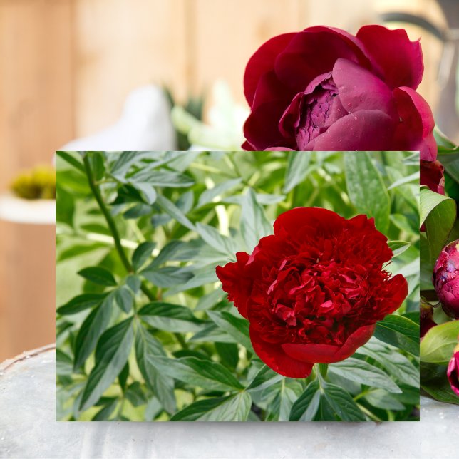 Red Charm Peony Postcard (Capture timeless elegance with this Red Charm Peony, perfect for any nature lover.)