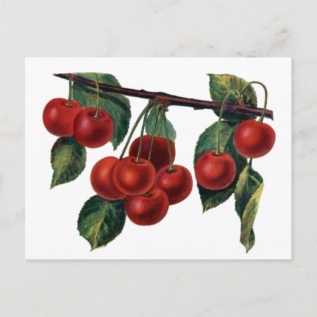 Red Cherries Postcard (Front)