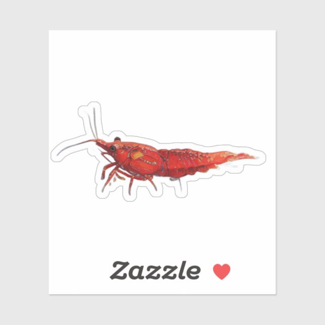 Red cherry shrimp RCS  (Sheet)