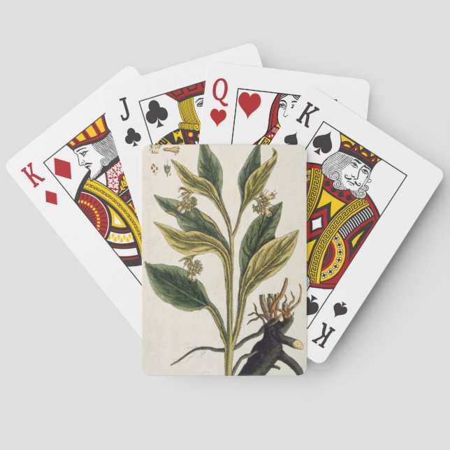 Red Chili (color engraving) Playing Cards (Back)