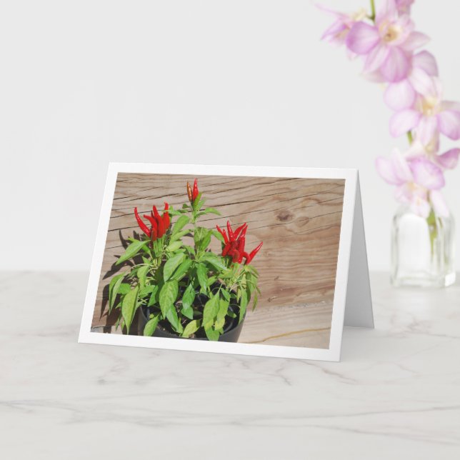 Red Chili Pepper Plant Display Card (Orchid)